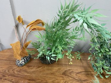 Aquarium Plants