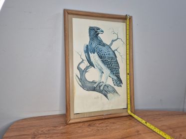 Framed Martial Eagle Print — Signed Greg Brett, Pine Frame