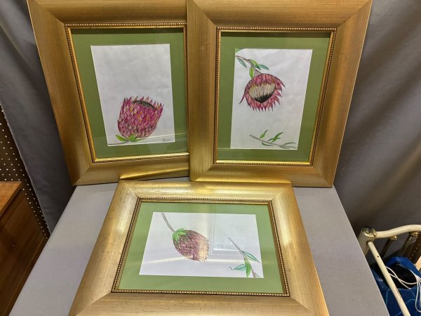 Set of 3 Framed Protea Botanical Drawings — Gold Frames, 54 × 45 cm