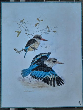 Ronald Cook '88 Framed Print — Brown-Hooded Kingfisher