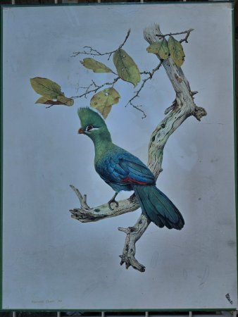 Ronald Cook '88 Framed Print — Knysna Loerie (Turaco)