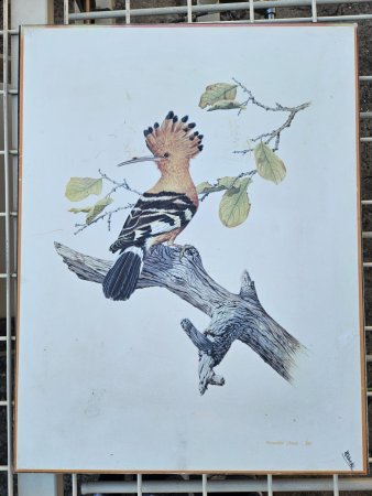 Ronald Cook '88 Framed Print — African Hoopoe