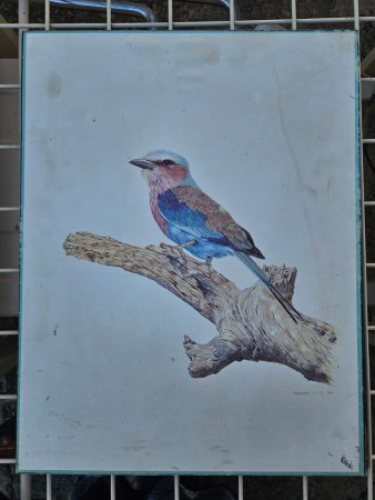Ronald Cook '88 Framed Print — Lilac-Breasted Roller