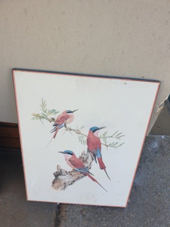 Carmine Bee-Eaters Print on Board — Unframed, Signed