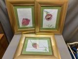 Set of 3 Framed Protea Botanical Drawings — Gold Frames, 54 × 45 cm - Image 1