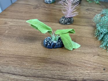 Aquarium Plants