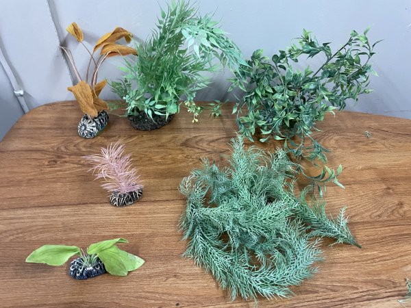 Aquarium Plants