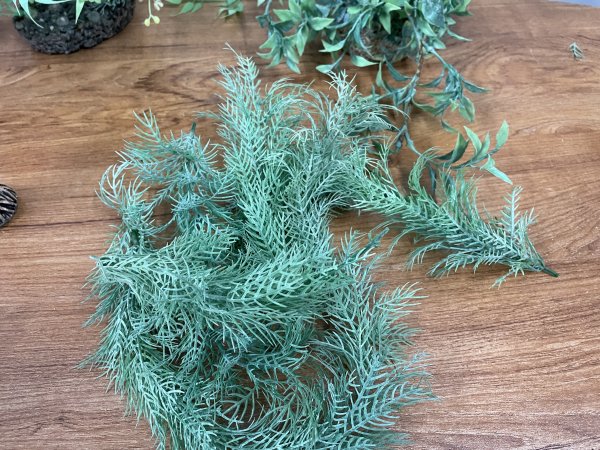 Aquarium Plants