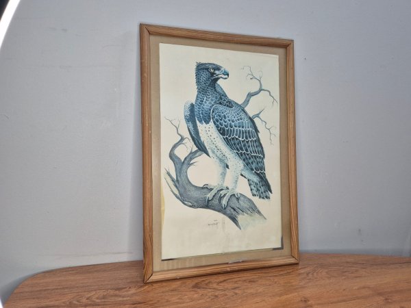 Framed Martial Eagle Print — Signed Greg Brett, Pine Frame