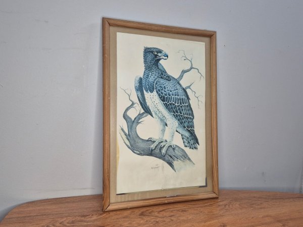 Framed Martial Eagle Print — Signed Greg Brett, Pine Frame