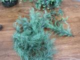 Aquarium Plants - Image 4